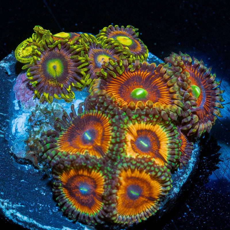 Zoa Combo Plug