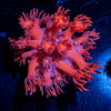 Red Bull Goniopora - riptide aquaculture llc