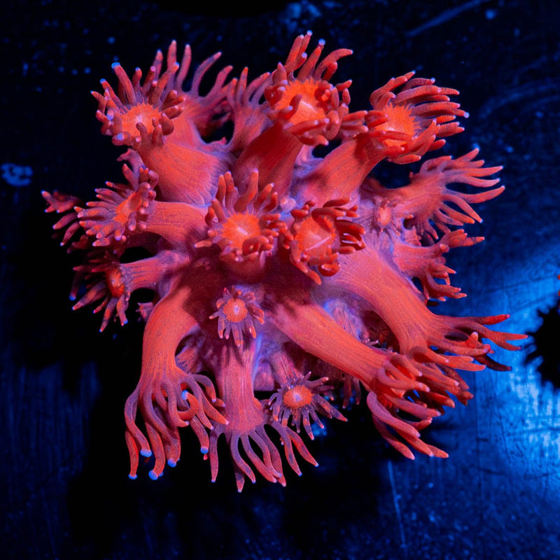 Red Bull Goniopora