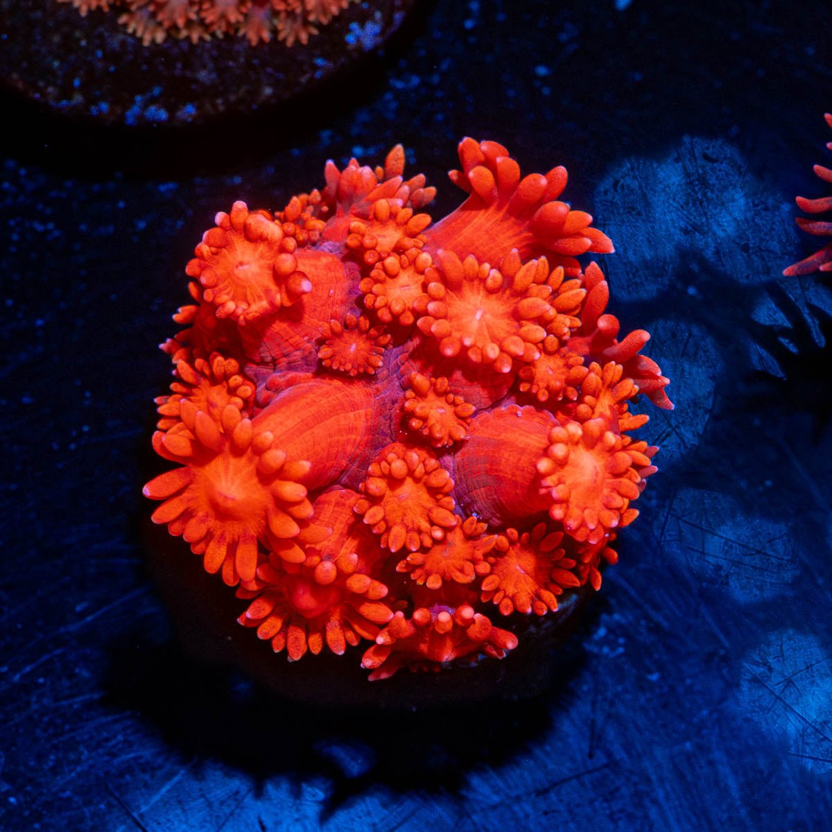 Red Bull Goniopora - riptide aquaculture llc