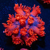 Red Bull Goniopora - riptide aquaculture llc