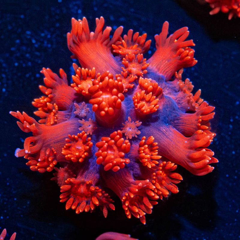 Red Bull Goniopora