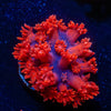Red Bull Goniopora - riptide aquaculture llc