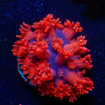 Red Bull Goniopora - riptide aquaculture llc