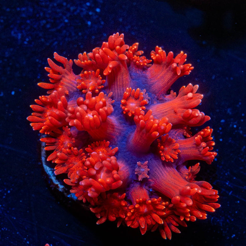 Red Bull Goniopora