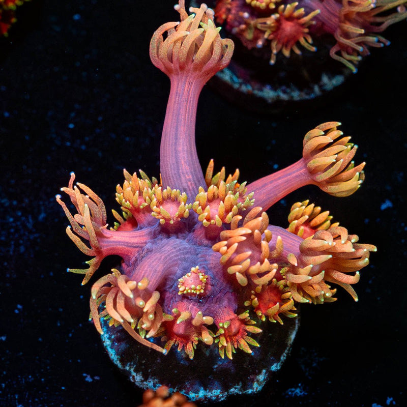 Ironman Goniopora