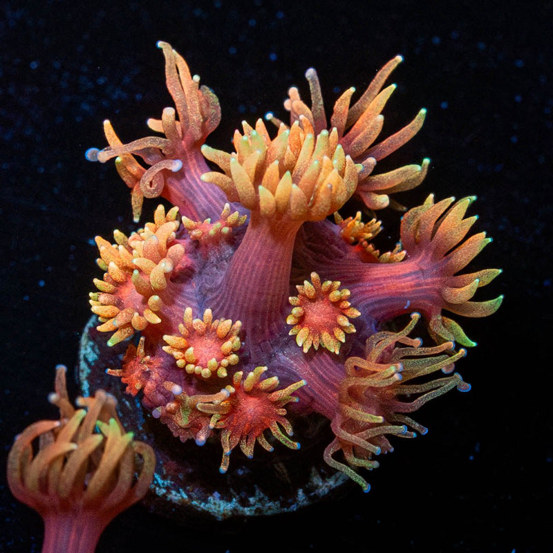Ironman Goniopora