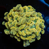 Gold Branching Hammer - riptide aquaculture llc
