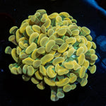 Gold Branching Hammer - riptide aquaculture llc