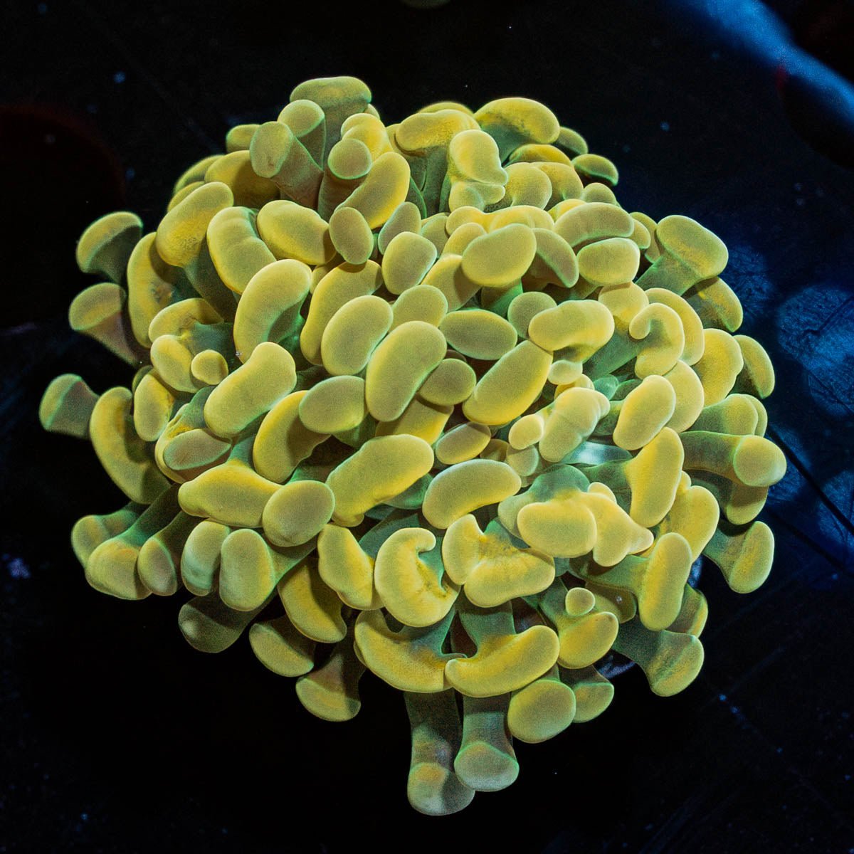 Gold Branching Hammer - riptide aquaculture llc