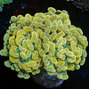 Gold Branching Hammer - riptide aquaculture llc
