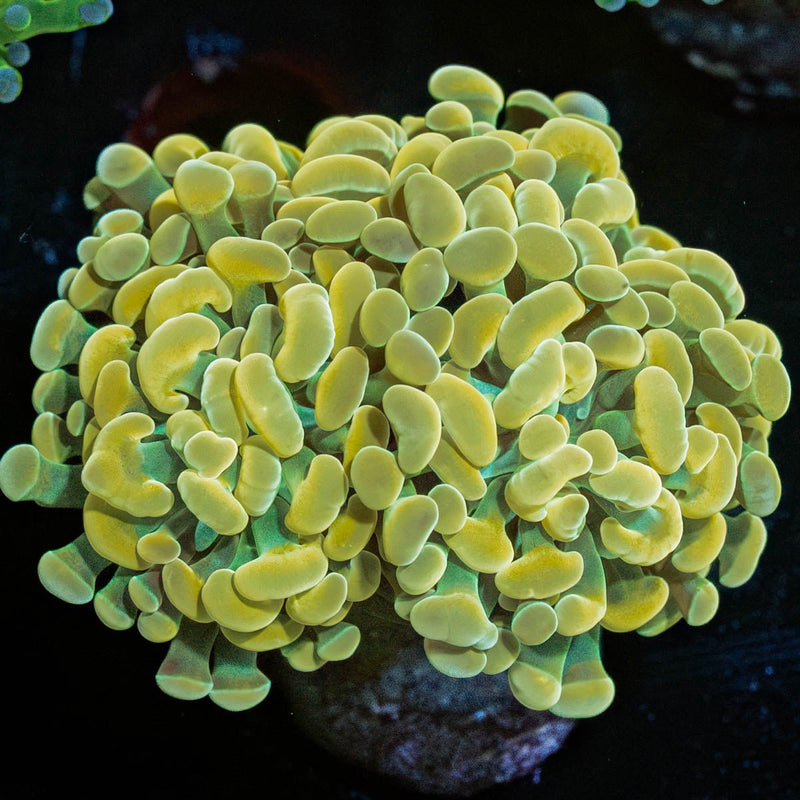 Gold Branching Hammer