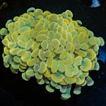 Gold Branching Hammer - riptide aquaculture llc