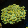 Gold Branching Hammer - riptide aquaculture llc