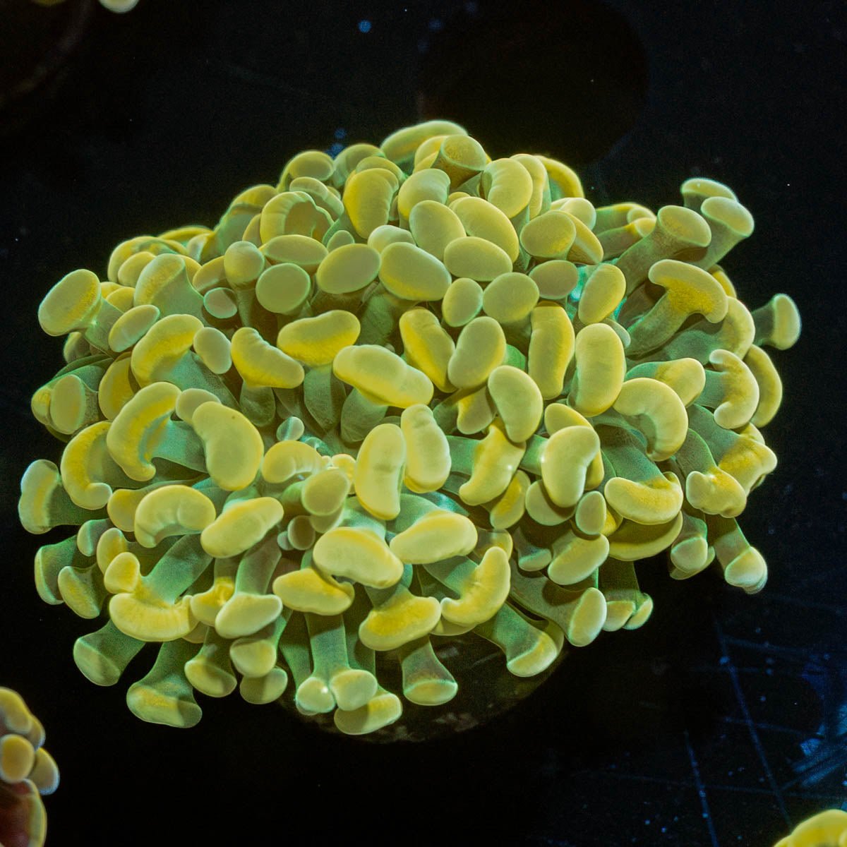 Gold Branching Hammer - riptide aquaculture llc