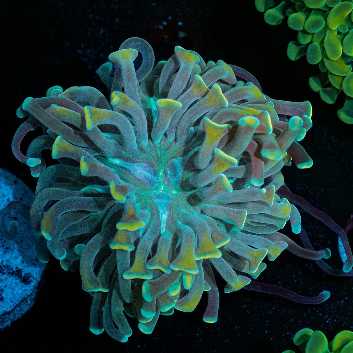 Gold Branching Hammer - riptide aquaculture llc