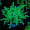 Green Branching Frogspawn - riptide aquaculture llc