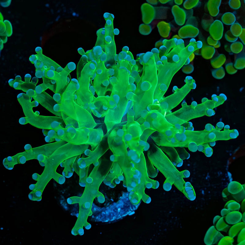 Green Branching Frogspawn