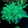 Green Branching Frogspawn - riptide aquaculture llc