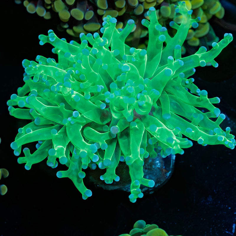 Green Branching Frogspawn