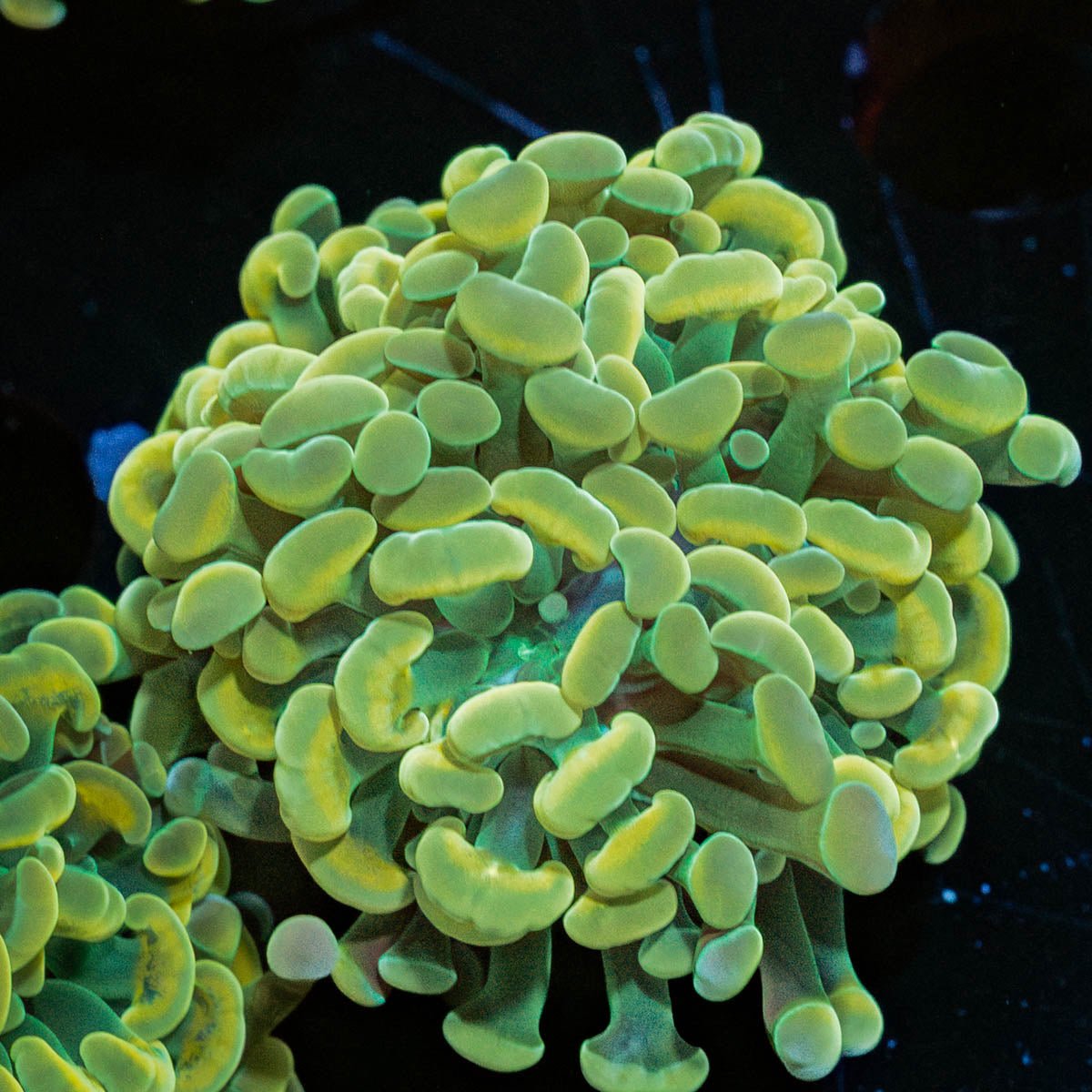 Gold Branching Hammer - riptide aquaculture llc