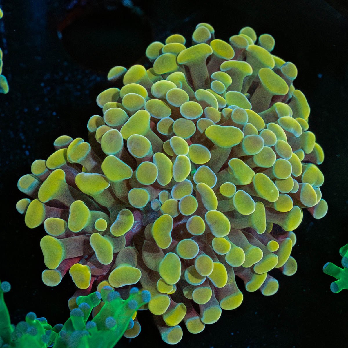 Gold Branching Hammer - riptide aquaculture llc