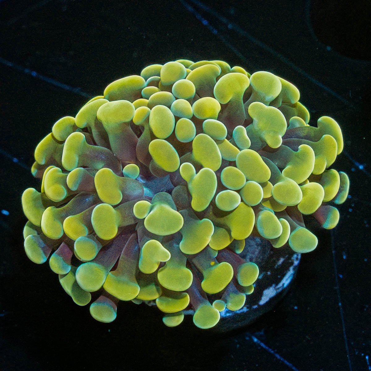 Gold Branching Hammer - riptide aquaculture llc