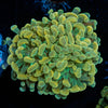 Gold Branching Hammer - riptide aquaculture llc