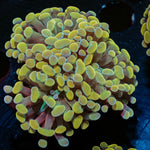Gold Branching Hammer - riptide aquaculture llc