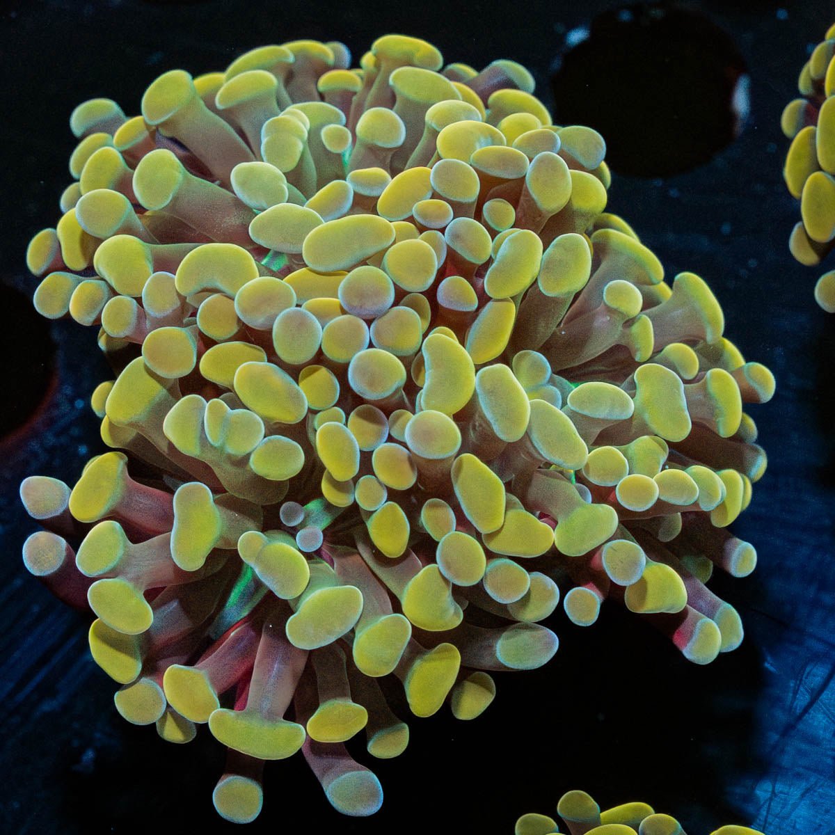 Gold Branching Hammer - riptide aquaculture llc