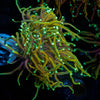 Gold Torch - riptide aquaculture llc