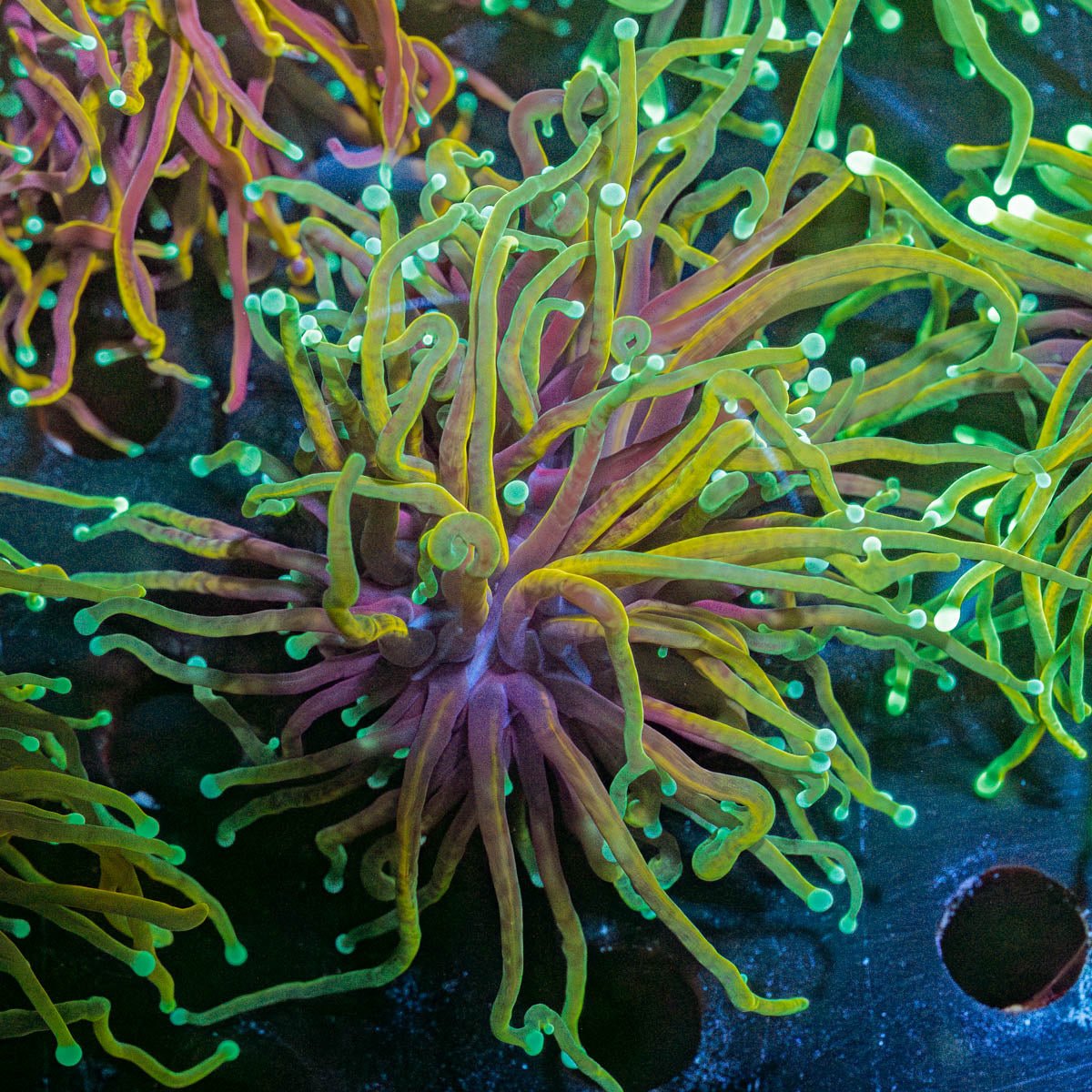 Gold Torch - riptide aquaculture llc