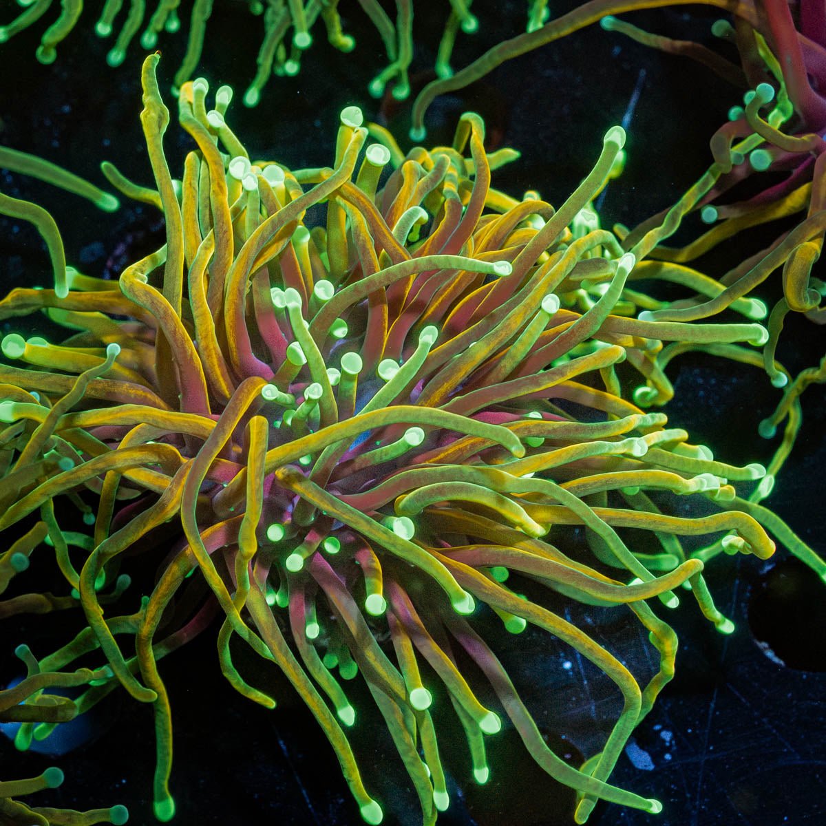 Gold Torch - riptide aquaculture llc