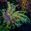 Gold Torch - riptide aquaculture llc