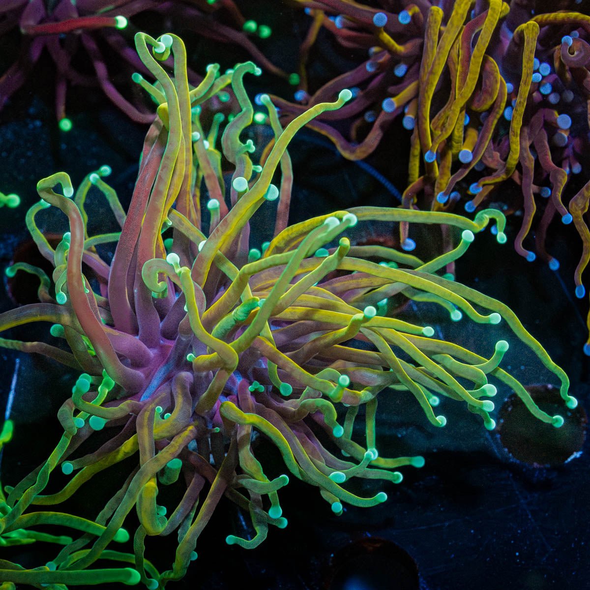 Gold Torch - riptide aquaculture llc