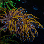 NY Knicks Torch - riptide aquaculture llc