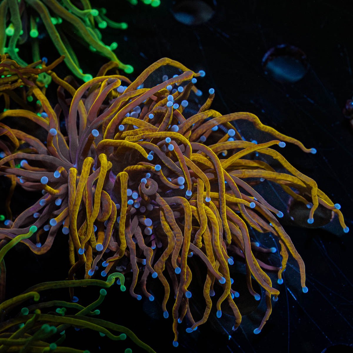 NY Knicks Torch - riptide aquaculture llc