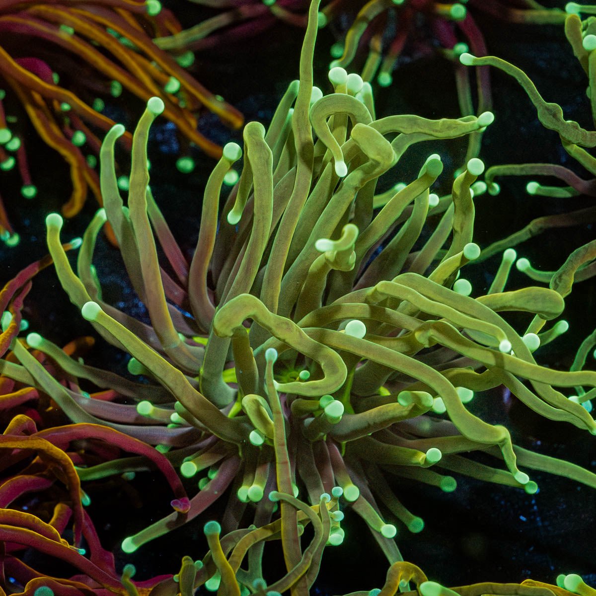Gold Torch - riptide aquaculture llc