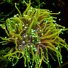 Hellfire Torch - riptide aquaculture llc