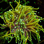 Hellfire Torch - riptide aquaculture llc