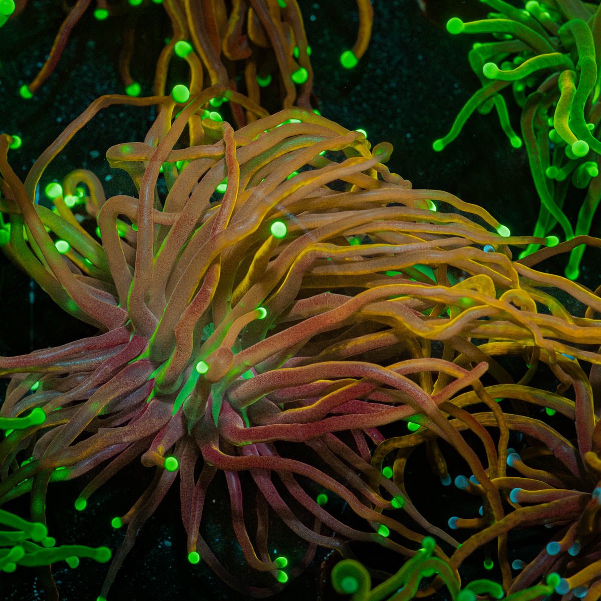 Gold Torch - riptide aquaculture llc
