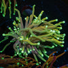 Gold Torch - riptide aquaculture llc