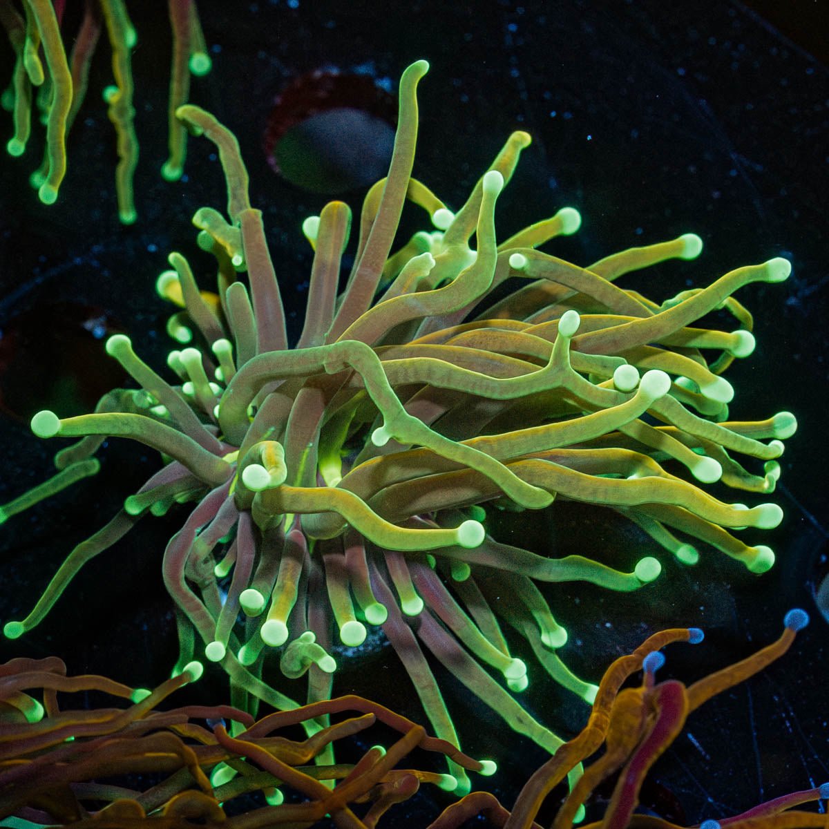 Gold Torch - riptide aquaculture llc