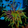 Gold Torch - riptide aquaculture llc