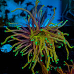 Gold Torch - riptide aquaculture llc