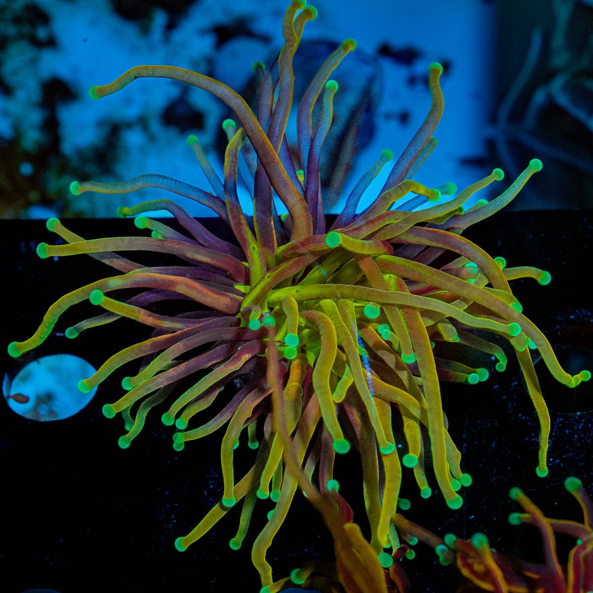 Gold Torch - riptide aquaculture llc