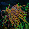 Jester Torch - riptide aquaculture llc