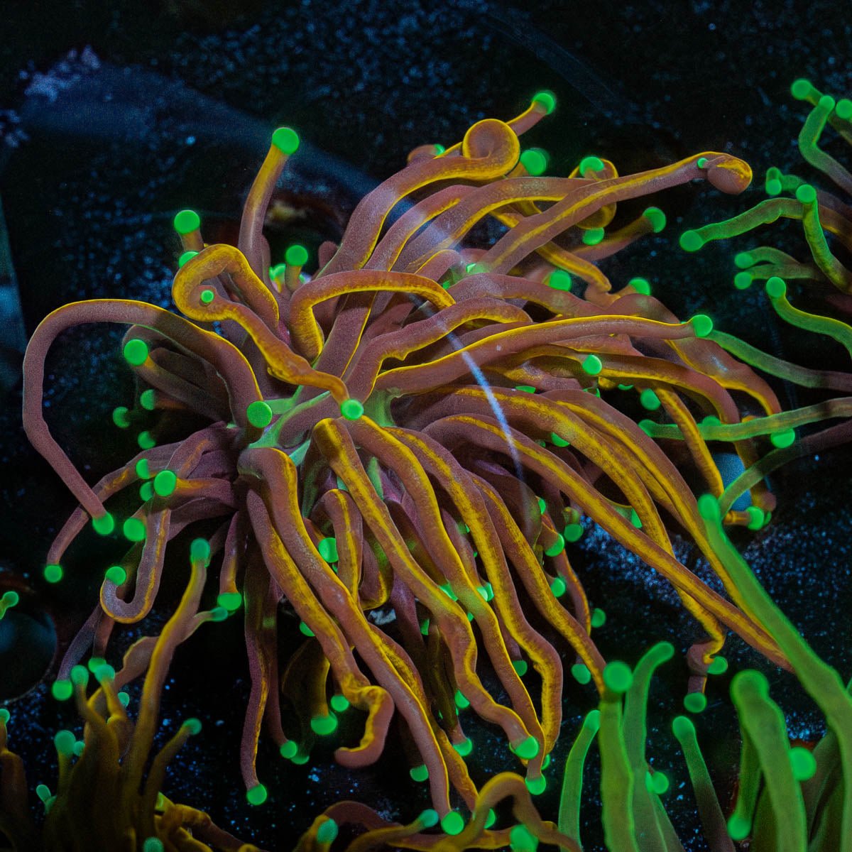Jester Torch - riptide aquaculture llc