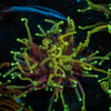 Gold Torch - riptide aquaculture llc