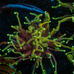Gold Torch - riptide aquaculture llc